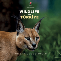 Wildife Of Türkiye - TÜBİTAK Yayınları